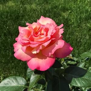 Meet your Posher, Karin